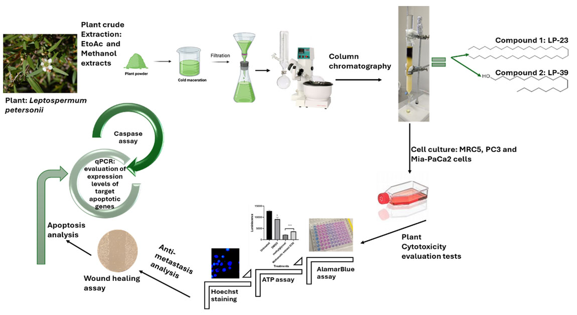 Graphical Abstract